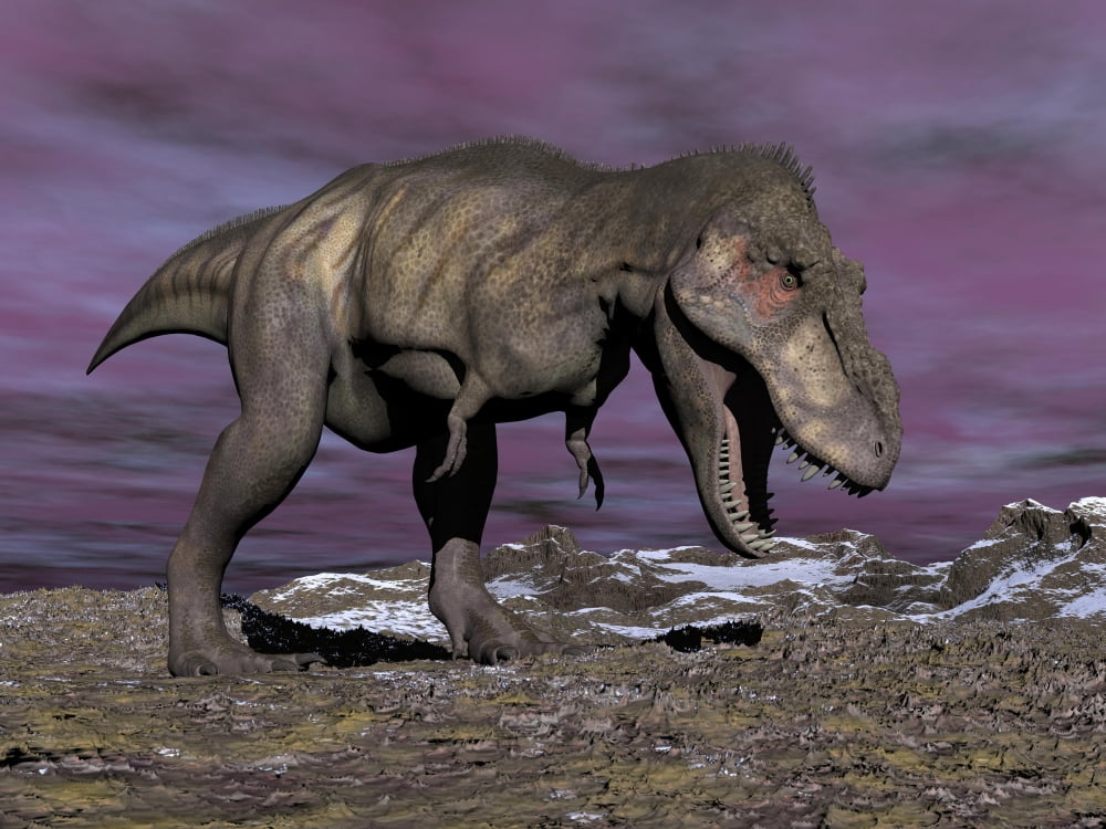 Aggressive Tyrannosaurus Rex dinosaur walking in the desert Canvas Art - Elena DuvernayStocktrek Images (33 x 25)
