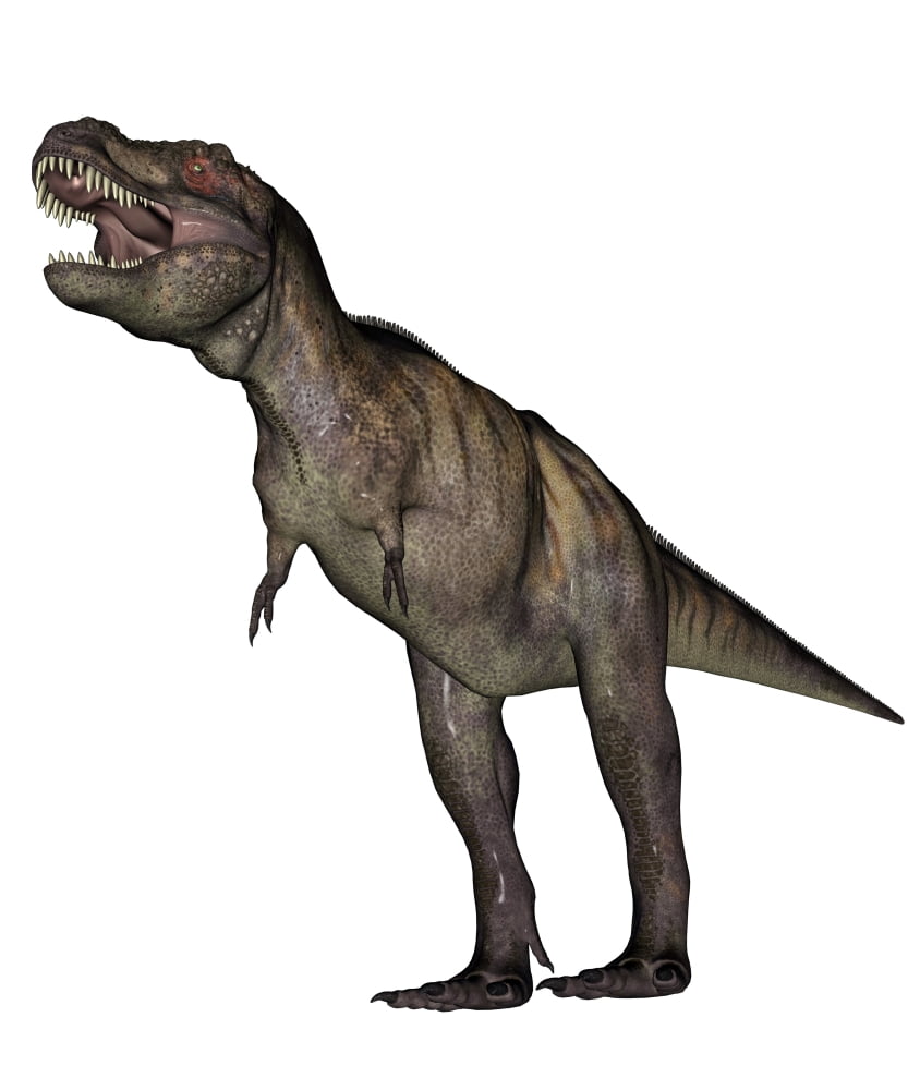 Aggressive Tyrannosaurus Rex growling white background Canvas Art - Elena DuvernayStocktrek Images (26 x 31)