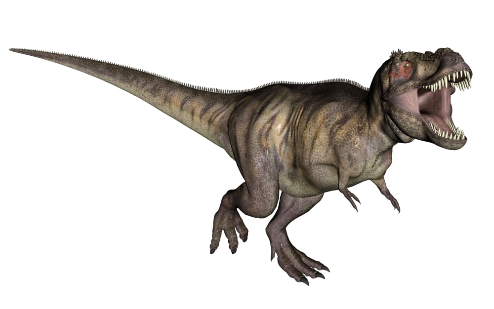 Aggressive Tyrannosaurus Rex growling white background Canvas Art - Elena DuvernayStocktrek Images (36 x 23)