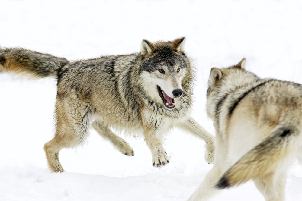 Aggressive Wolves Canvas Art - Richard Wear Design Pics (17 x 11)