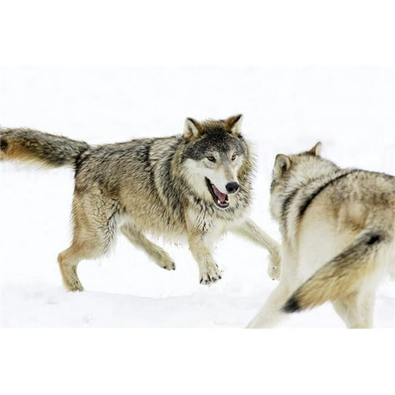 Aggressive Wolves Poster Print by Richard Wear