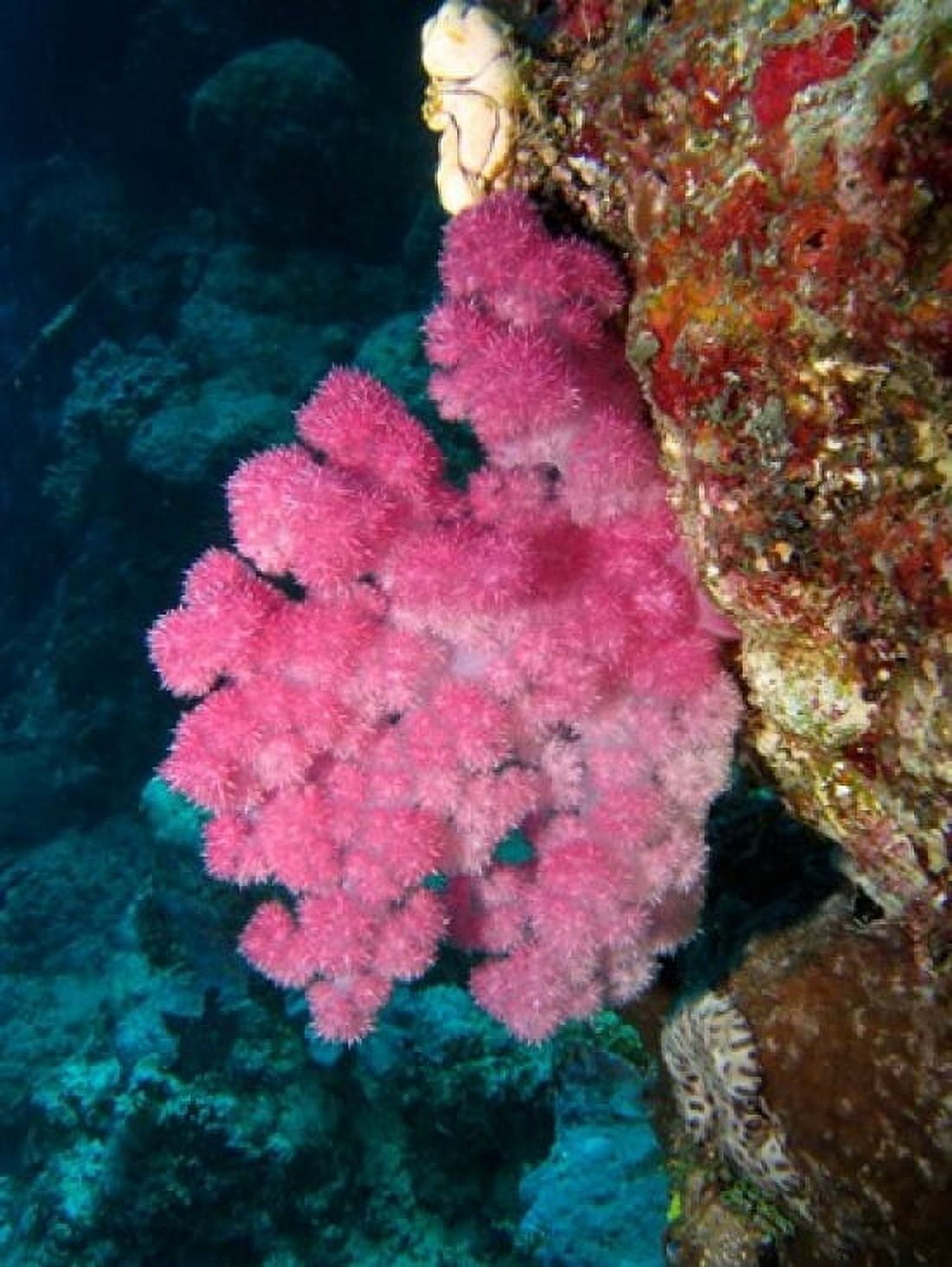 Agincourt Reef Great Barrier Reef Queensland Australia Canvas Art - David Wall DanitaDelimont (20 x 26)