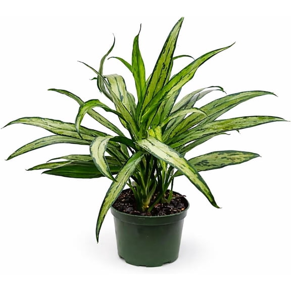 Aglaonema Cutlass Indoor Live Plant, 6 Inch Potted Foliage Plant, Upright Chinese Evergreen for Indoor Spaces