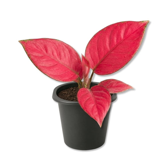 Aglaonema Lucky Red - 4 Live Starter Plants - Aglaonema - Bold Beautiful Colorful Foliage Indoor Houseplant