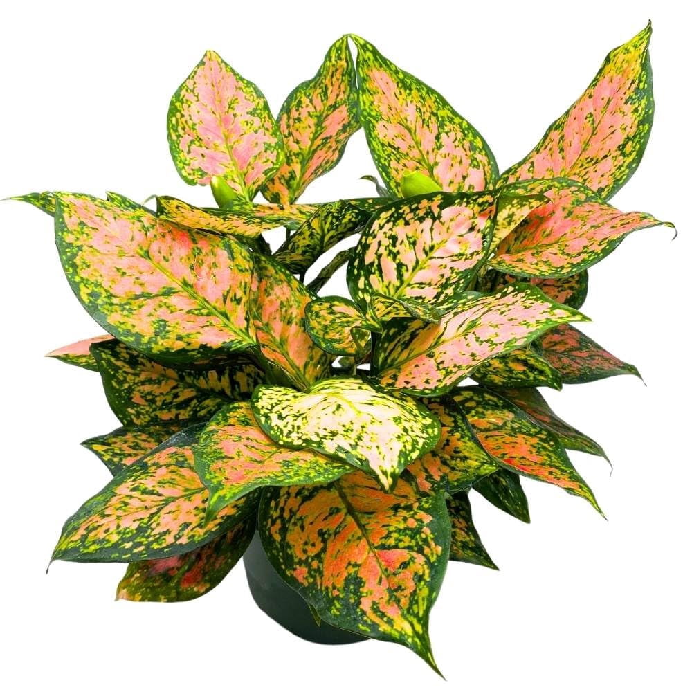 Aglaonema Pink Dalmatian 6 inch Chinese Evergreen Pink Beauty Lady Valentine  - Walmart Business Supplies