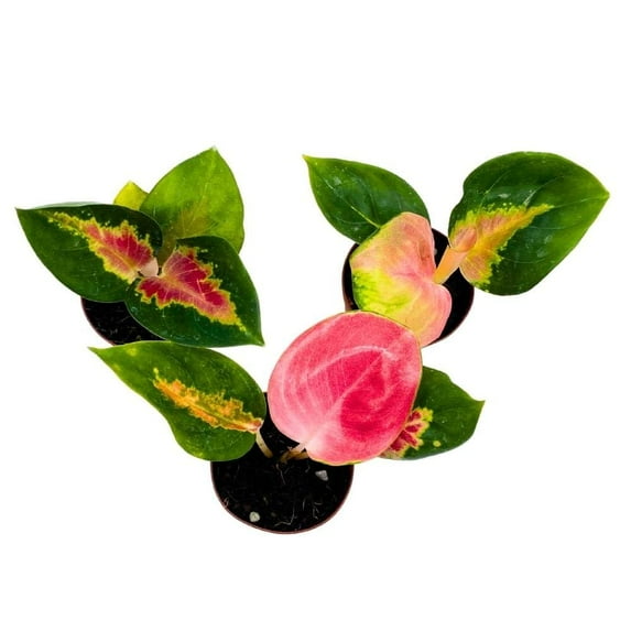 Aglaonema Red King 2 inch Set of 3 Tiny Mini Pixie Plants