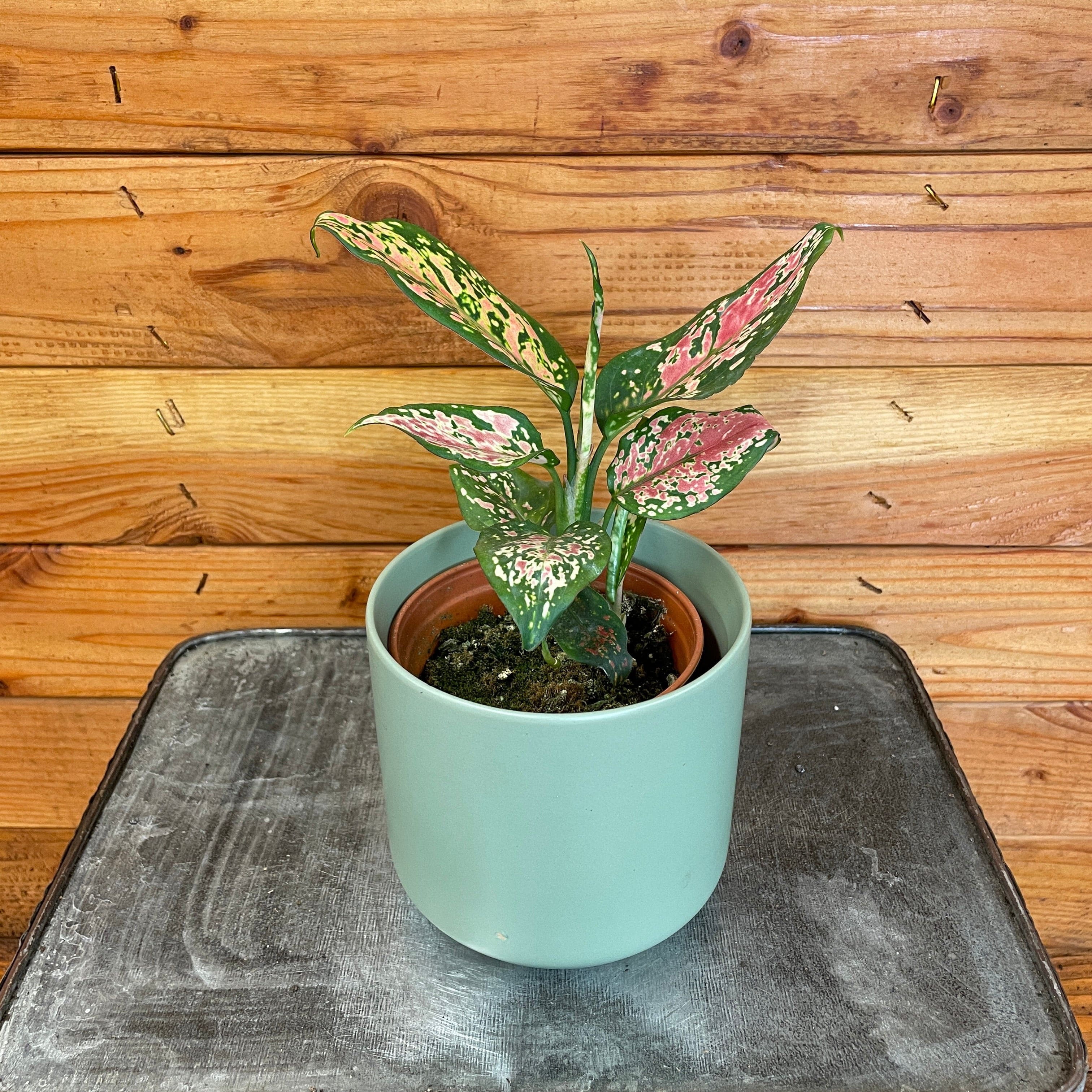 Aglaonema Red Valentine, 4 Inch Plant, The Plant Farm - Walmart.com