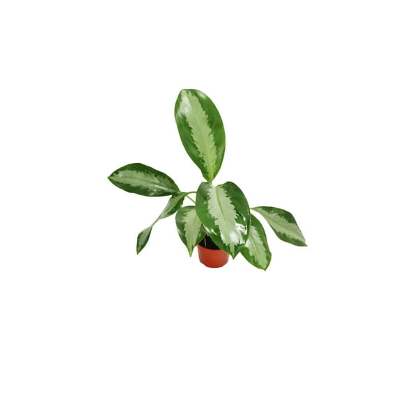 Aglaonema Silver Moon - 4'' from California Tropicals