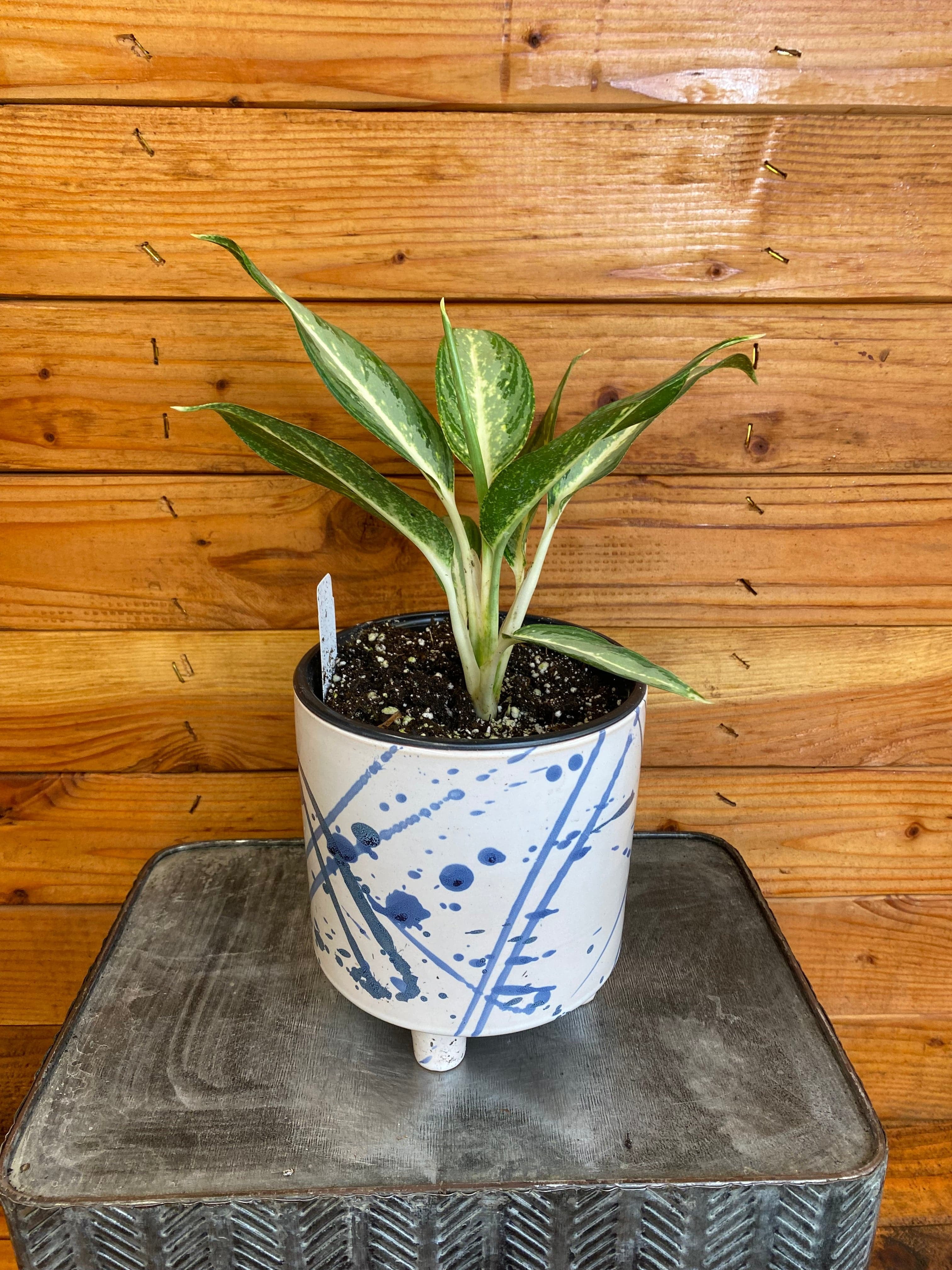hanging plant pots wall Yonkers Steel Wall Planter - Horizontal Plant Holder main image 1