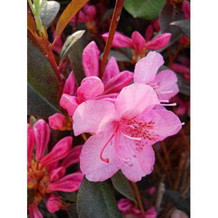 Aglo Rhododendron