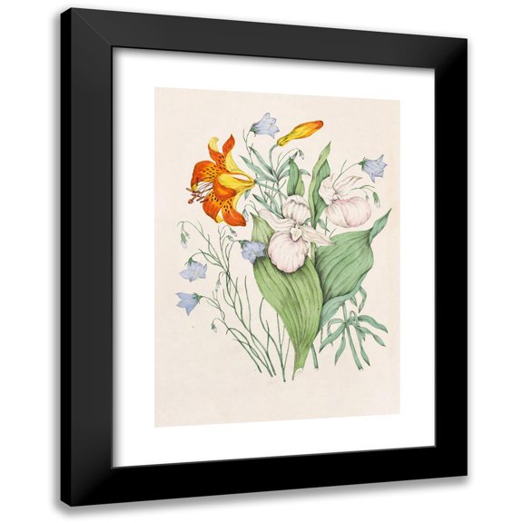 Agnes Fitzgibbon 11x14 Black Modern Framed Museum Art Print Titled - Wild Orange Lily, Canadian Harebell, Showy Lady's Slipper (1868)