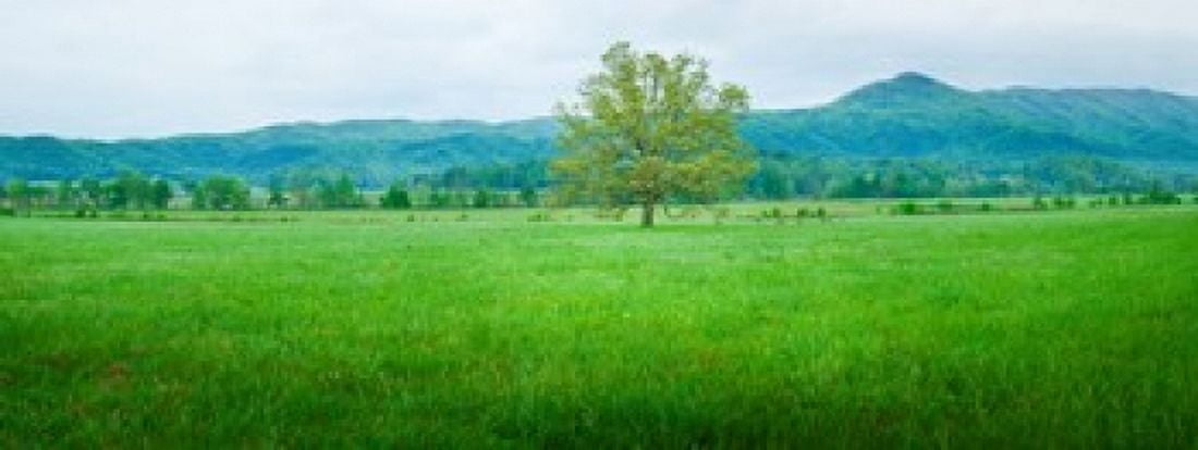 Agricultural field with mountains in the background Cades Cove Great Smoky Mountains National Park Tennessee USA Canvas Art - Panoramic Images (30 x 12)
