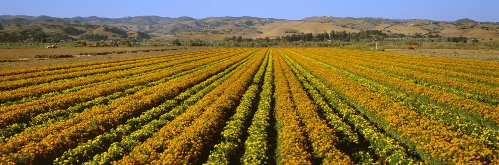 Agriculture - A field of commercially grown Marigold flowers  Lompoc California USA Canvas Art - Timothy Hearsum  Design Pics (36 x 12)