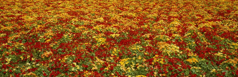 Agriculture - A field of commercially grown Nasturtiums Lompoc California USA Canvas Art - Timothy Hearsum Design Pics (30 x 10)