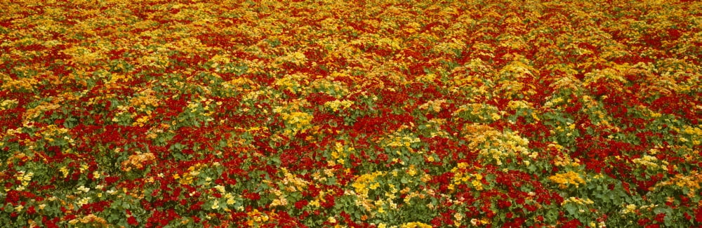 Agriculture - A field of commercially grown Nasturtiums Lompoc California USA Canvas Art - Timothy Hearsum Design Pics (36 x 12)