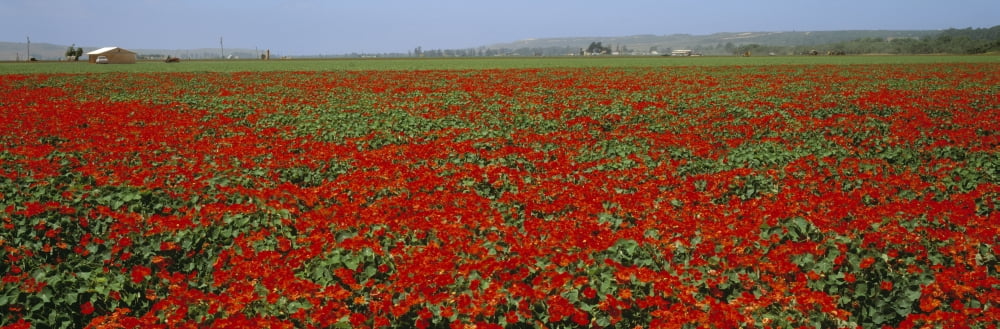 Agriculture - A field of commercially grown Nasturtiums Lompoc California USA Canvas Art - Timothy Hearsum Design Pics (36 x 12)