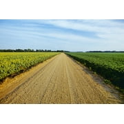 Agriculture - A gravel country road passes between fields of grain sorghum (l) and soybeans (r) in morning light / Tennessee, USA. Poster Print (36 x 24)