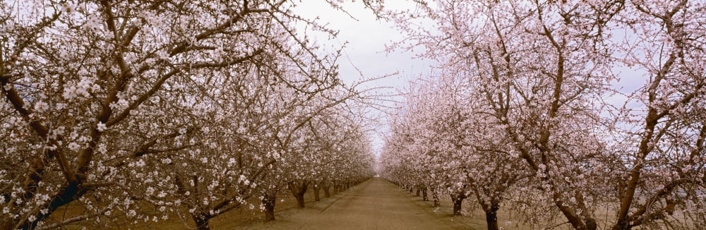 Agriculture - Almond orchard in bloom in late winter Fresno County San Joaquin Valley California USA Canvas Art - Charles Blakeslee Design Pics (36 x 12)