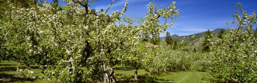 Agriculture - Apple orchard in late bloom stage in May near Peshastin Chelan County Washington USA Canvas Art - Charles Blakeslee Design Pics (30 x 10)