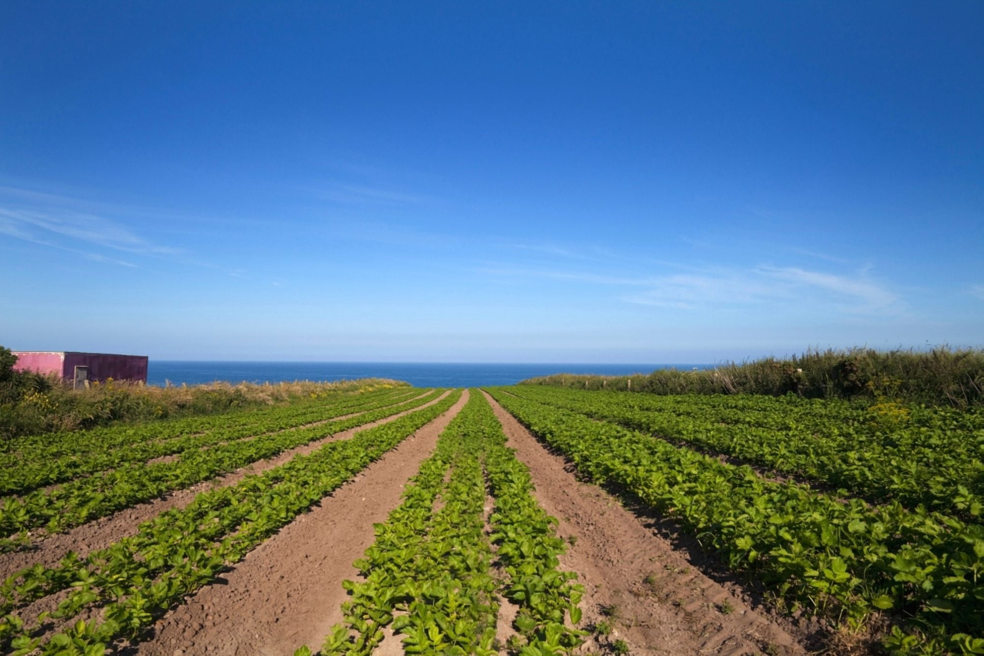 Agriculture Ardmore Head Waterford Ireland Canvas Art - Panoramic Images (27 x 9)
