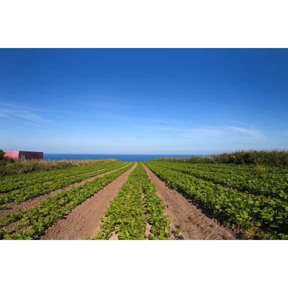 Agriculture Ardmore Head Waterford Ireland Canvas Art - Panoramic Images (27 x 9)