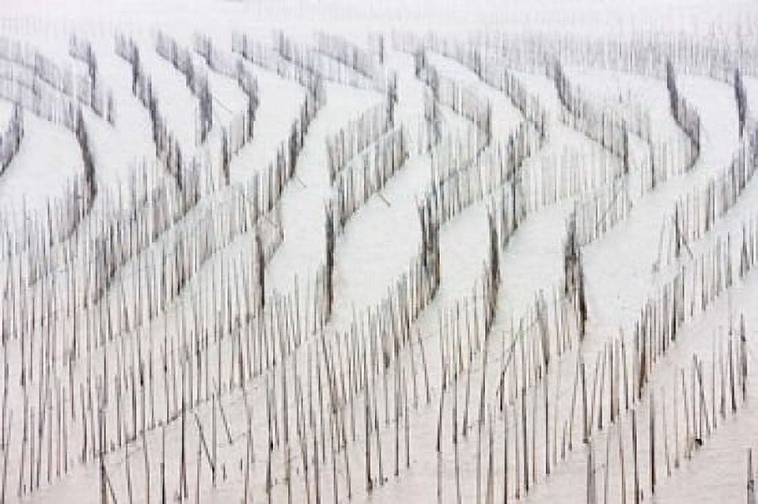 Agriculture Bamboo sticks drying seaweed Xiapu China Canvas Art - Keren Su DanitaDelimont (37 x 25)
