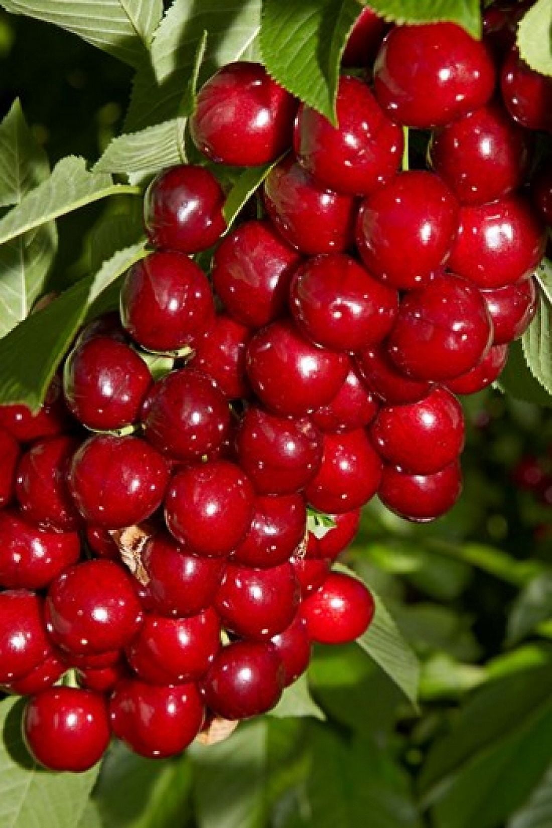 Agriculture Cherry Orchard South Island New Zealand Canvas Art - David Wall DanitaDelimont (19 x 29)