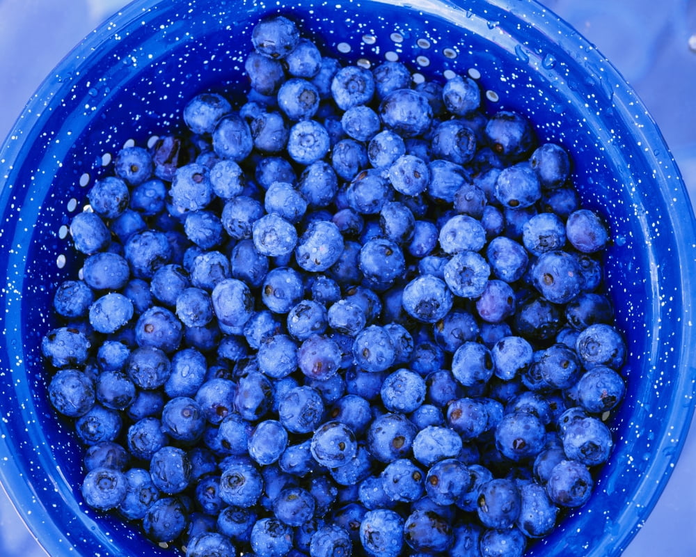 Agriculture - Closeup of freshly harvested blueberries in a blue colander Skagit Valley Washington USA Canvas Art - Charles Blakeslee Design Pics (17 x 13)