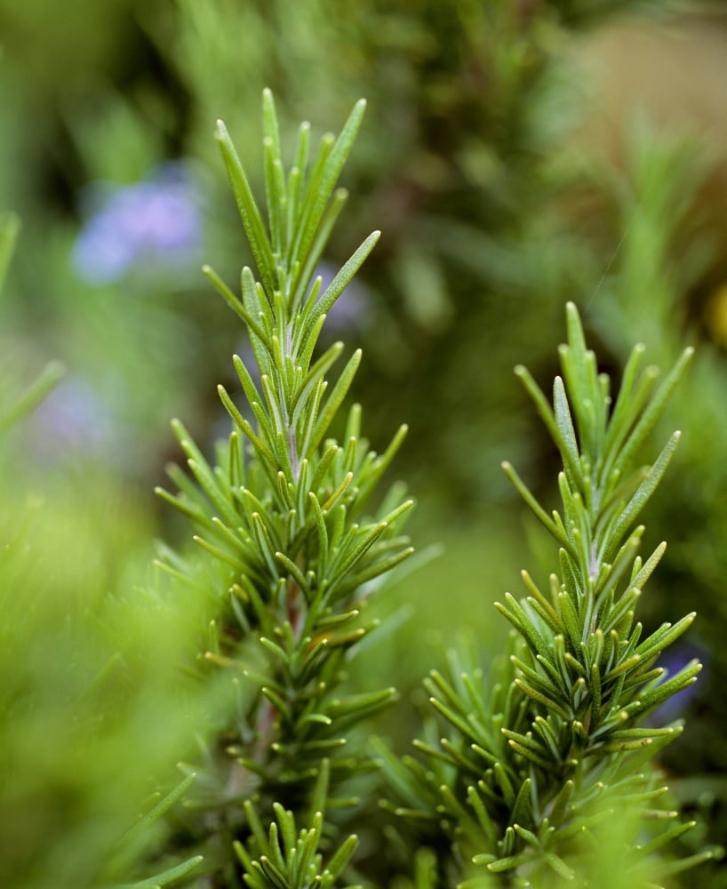 Agriculture - Closeup of mature organic Rosemary (Rosemarinus officinalis) plants Skagit County Washington USA Canvas Art - Charles Blakeslee Design Pics (13 x 16)