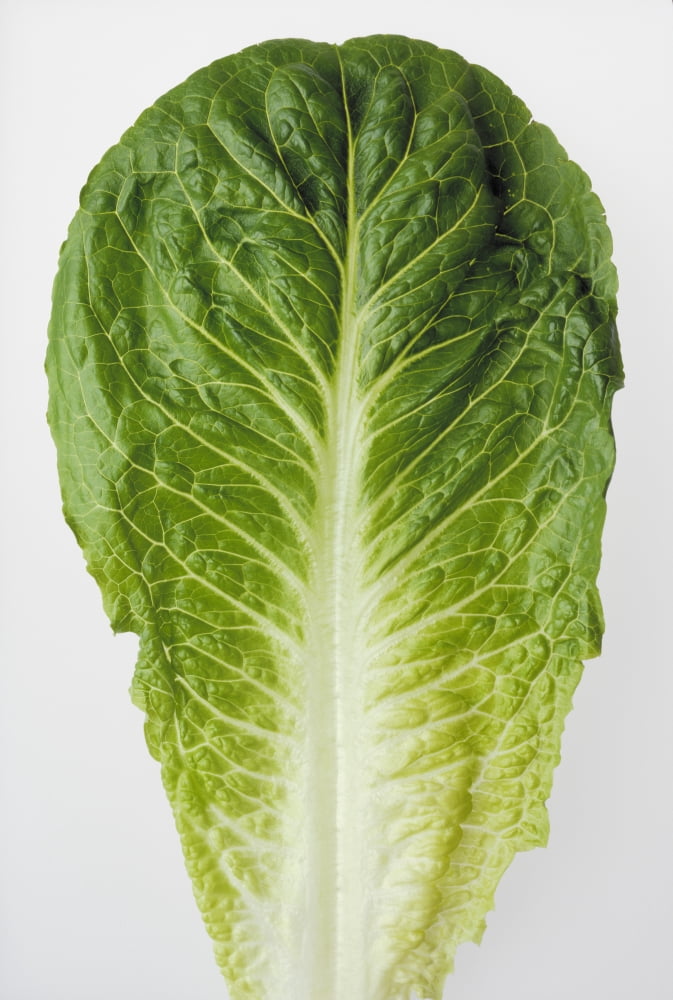 Agriculture - Closeup of a Romaine lettuce leaf on a white surface studio Canvas Art - Ed Young Design Pics (24 x 36)