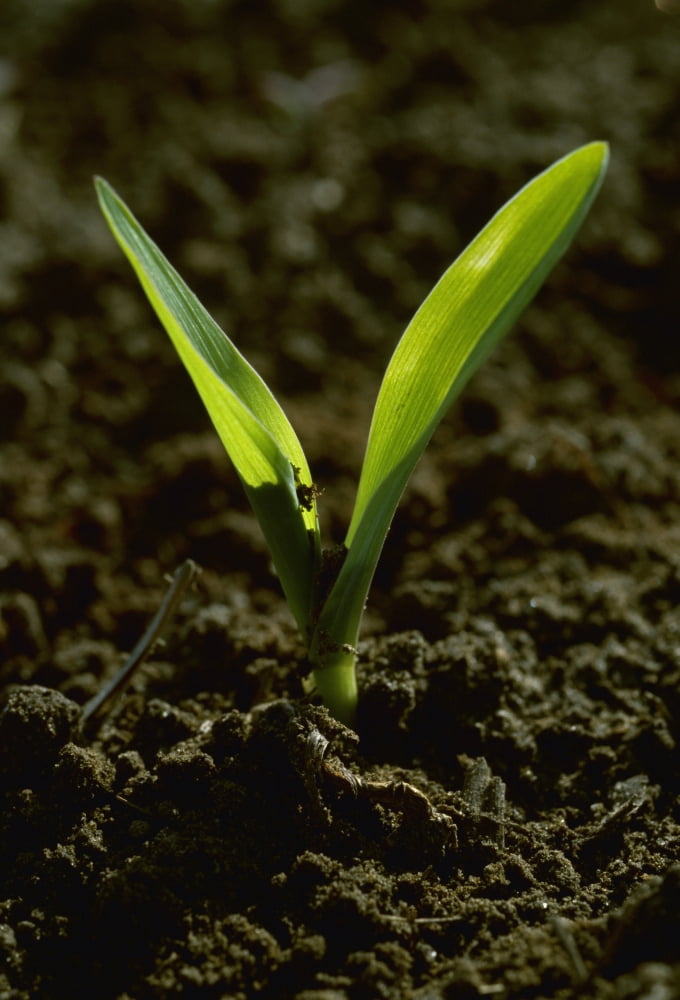 Agriculture - Closeup of a grain corn seedling in a conventionally tilled field Arkansas USA Canvas Art - Bill Barksdale Design Pics (12 x 18)
