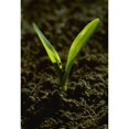 thumbnail image 1 of Agriculture - Closeup of a grain corn seedling in a conventionally tilled field / Arkansas USA. Poster Print, 1 of 1