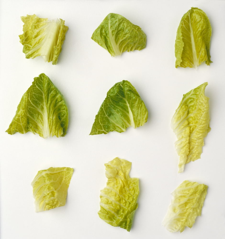 Agriculture - Closeup of chopped Romaine lettuce pieces on a white surface studio Canvas Art - Ed Young Design Pics (14 x 15)