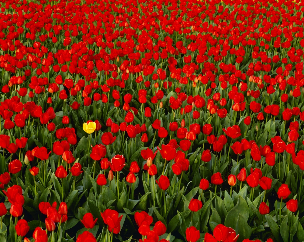 Agriculture - Commercial flower field one yellow tulip in a field of red tulips Willamette Valley Oregon USA Canvas Art - Charles Blakeslee Design Pics (17 x 13)