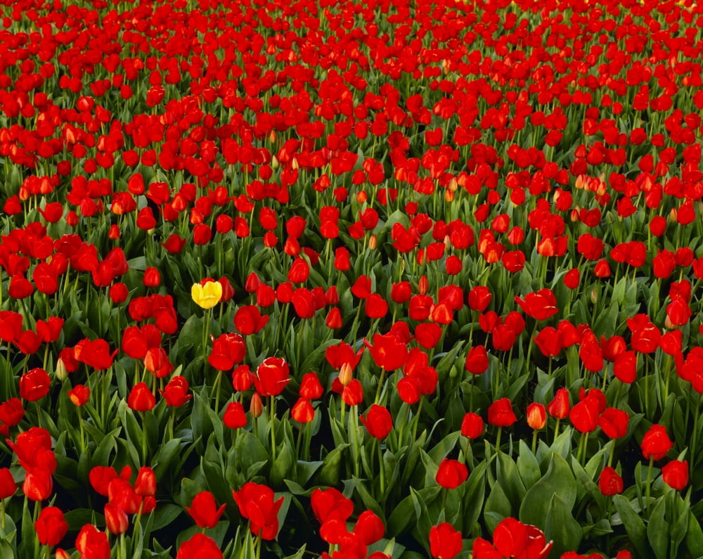 Agriculture - Commercial flower field one yellow tulip in a field of red tulips Willamette Valley Oregon USA Canvas Art - Charles Blakeslee Design Pics (34 x 26)