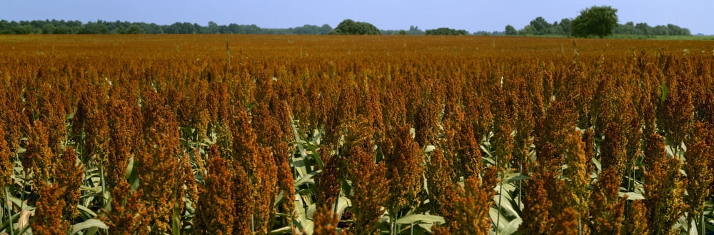 Agriculture - Crop of mid mature grain sorghum (milo) ready for harvest Des Arc Arkansas USA Canvas Art - Timothy Hearsum Design Pics (36 x 12)