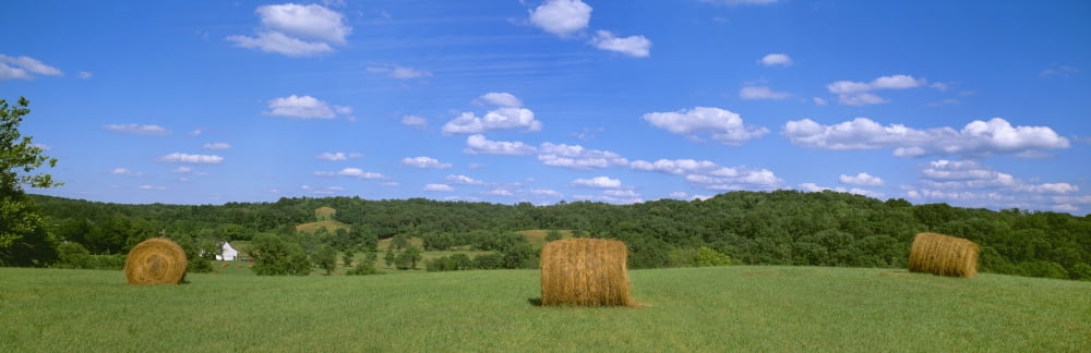 Agriculture - Dried round grass hay bales in the field with a barn in the distance Holmes County Ohio USA Canvas Art - Timothy Hearsum Design Pics (30 x 10)