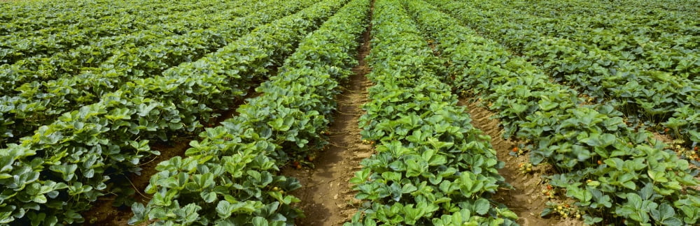 Agriculture - Early season strawberry field Nooksack Valley Washington USA Canvas Art - Charles Blakeslee Design Pics (36 x 12)