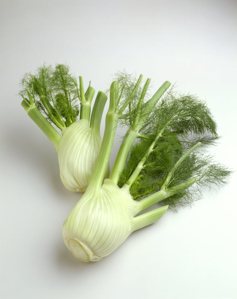 Agriculture - Fennel on white Canvas Art - Ed Young Design Pics (13 x 17)