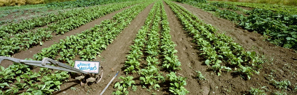 Agriculture - Field of organic vegetable plants (L to R) cucumbers beets and squash Skagit County Washington USA Canvas Art - Charles Blakeslee Design Pics (31 x 10)
