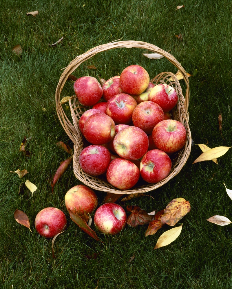 Agriculture - Fresh Honey Crisp apples in a basket on a grass lawn Upper Hood River Valley Oregon USA Canvas Art - Charles Blakeslee Design Pics (26 x 34)