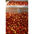 thumbnail image 1 of Agriculture - Freshly harvested ripe nectarines in field bins / San Joaquin Valley  California  USA. Print, 1 of 2