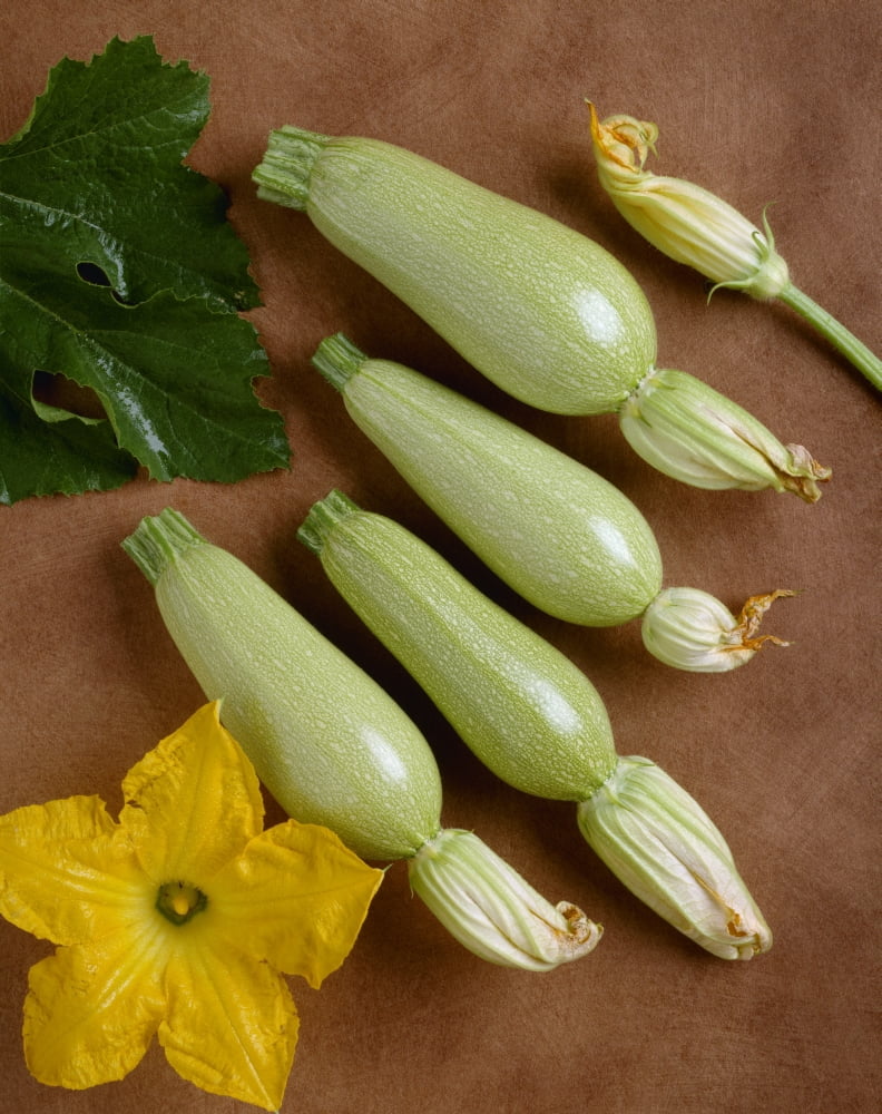 Agriculture - Grey zucchini on a copper surface variety Anita Type studio Canvas Art - Ed Young Design Pics (26 x 34)