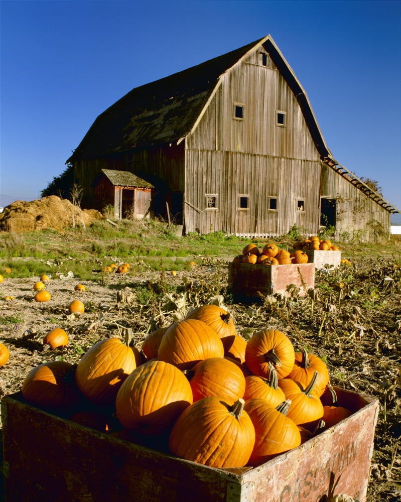 Agriculture - Harvested pumpkins in old wooden field bins with an old barn in the background Skagit Valley Washington USA Canvas Art - Charles Blakeslee Design Pics (13 x 17)