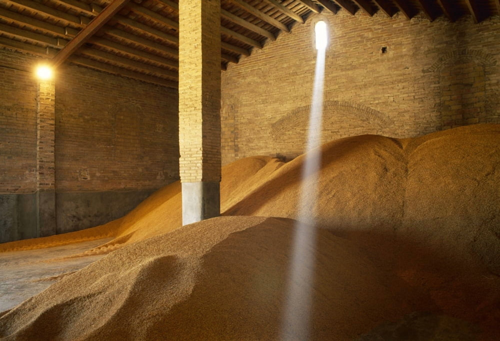 Agriculture - Harvested rice in a storehouse waiting to be transported a typical Spanish variety for cooking paella Castell Canvas Art - Robin Townsend Design Pics (18 x 12)