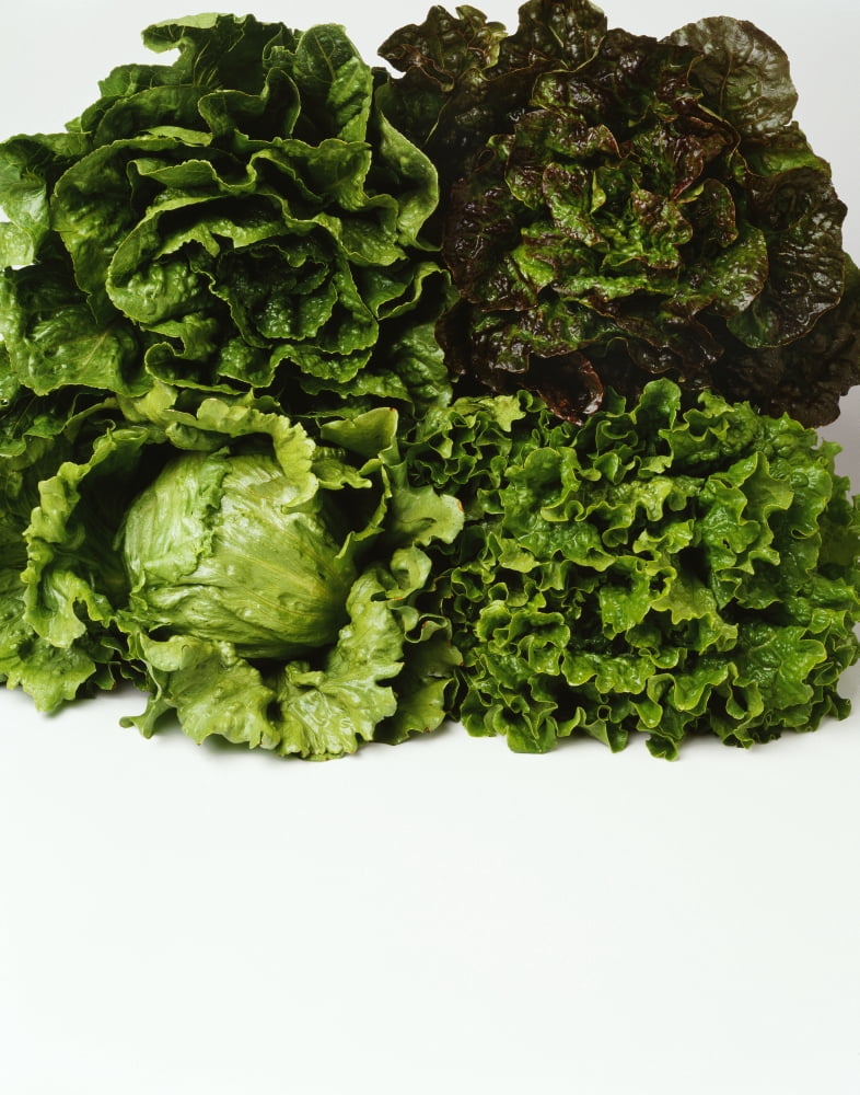 Agriculture - Heads of Romaine red leaf Iceberg and green leaf lettuce bunched together on white studio Canvas Art - Ed Young Design Pics (13 x 17)