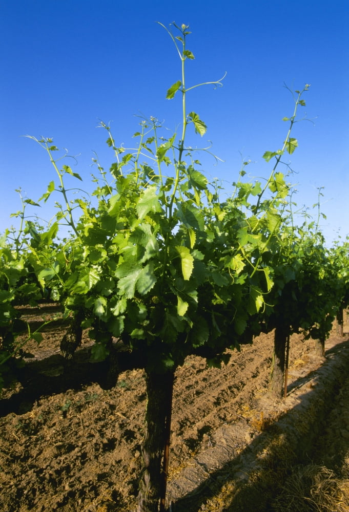 Agriculture - Late spring foliage growth on wine grape vines Oakdale California USA Canvas Art - Kevin Saitta Design Pics (12 x 18)