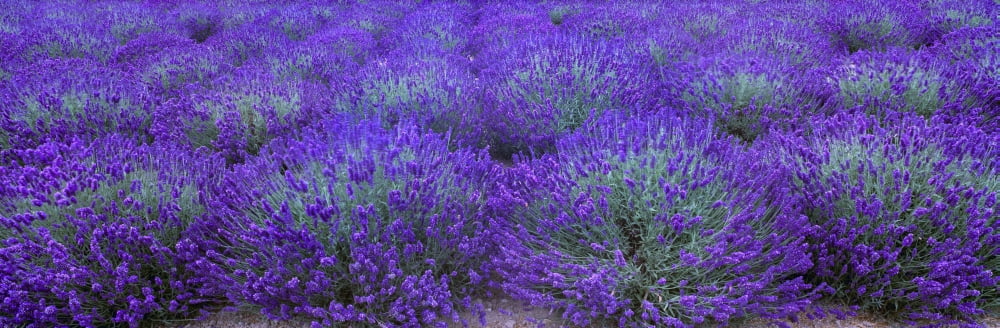 Agriculture - Mature Lavender in the field in mid summer near Sequim Clallam County Washington USA Canvas Art - Charles Blakeslee Design Pics (30 x 10)