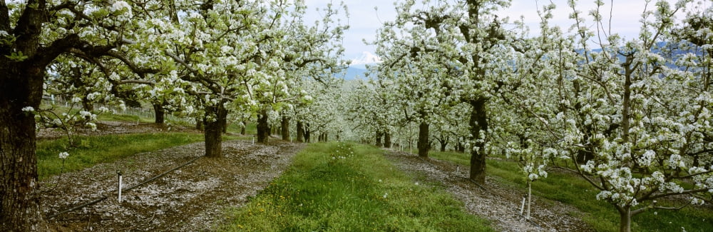 Agriculture - Pear orchard in full Spring bloom with Mt Adams in the distance Hood River Valley Oregon USA Canvas Art - Charles Blakeslee Design Pics (36 x 12)