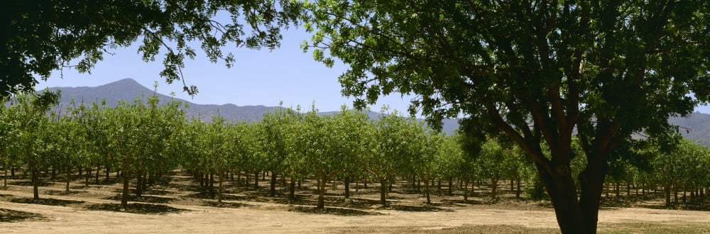 Agriculture - Pistachio orchard early in the growing season Bowie Arizona USA Canvas Art - Timothy Hearsum Design Pics (36 x 12)